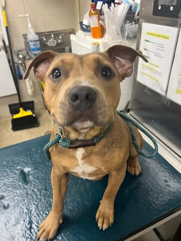 An adult medium-sized male Yellow / Tan / Blond / Fawn Pit Bull Terrier dog named King for adoption in Mobile, AL