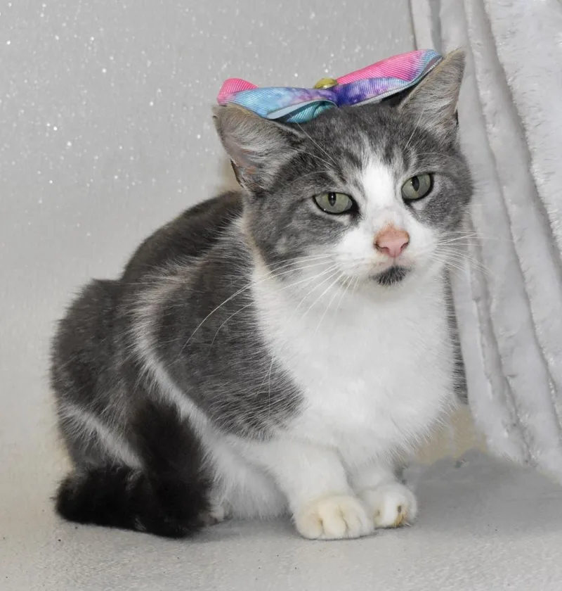 A young large-sized female Domestic Short Hair cat named Mayflower for adoption in Springfield, OH