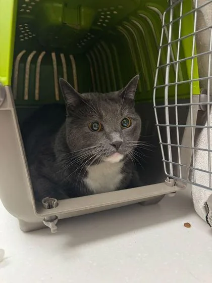 An adult medium-sized male Gray / Blue / Silver Domestic Short Hair cat named Gris Gris for adoption in Kansas City, MO