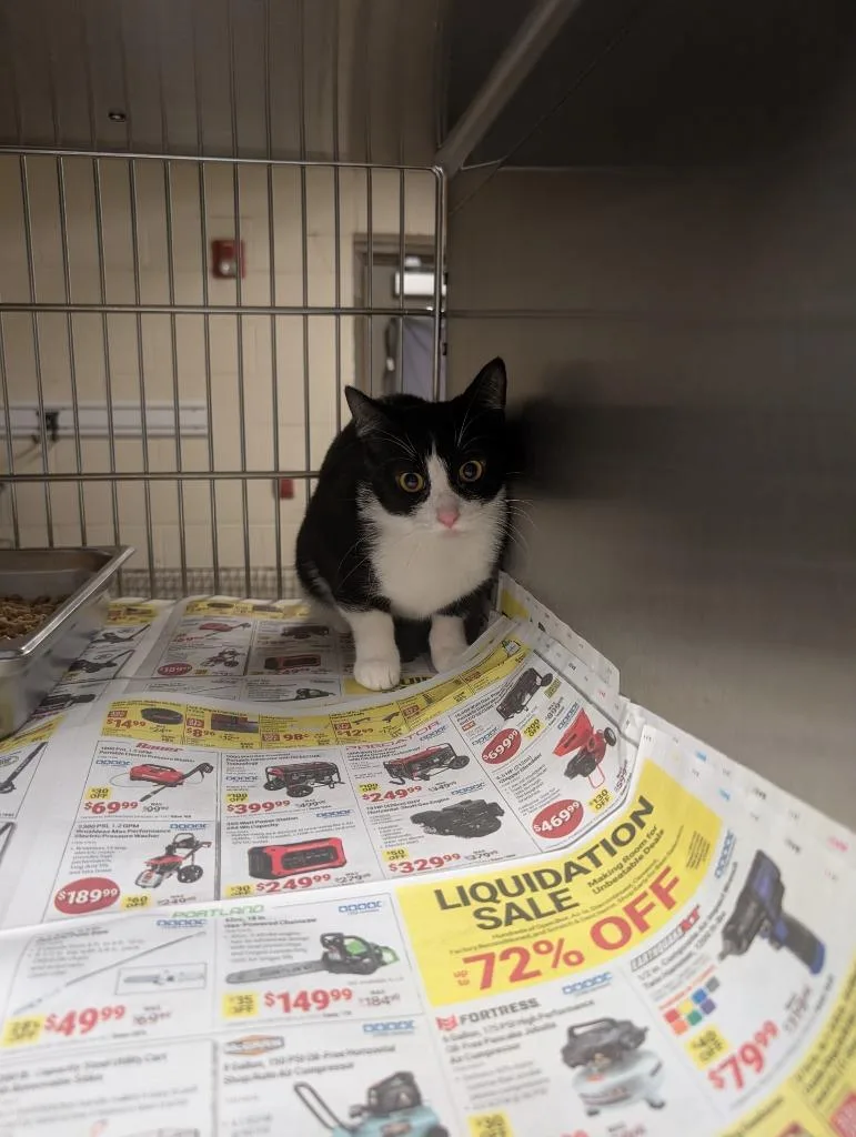 A young large-sized female Domestic Short Hair cat named Misty for adoption in Nacogdoches, TX