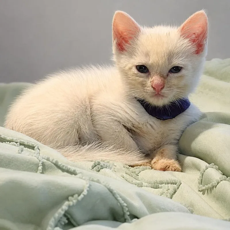 A baby small-sized female White Domestic Short Hair cat named Guacamole for adoption in Chillicothe, IL