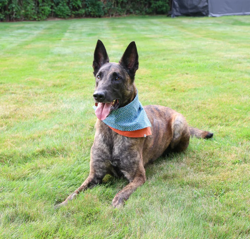 Maverick thumbnail 2