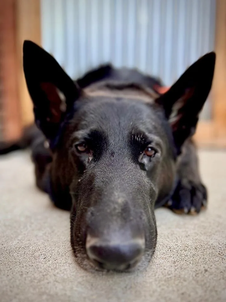 An adult large-sized male Black German Shepherd Dog dog named Cole for adoption in Shingle Springs, CA
