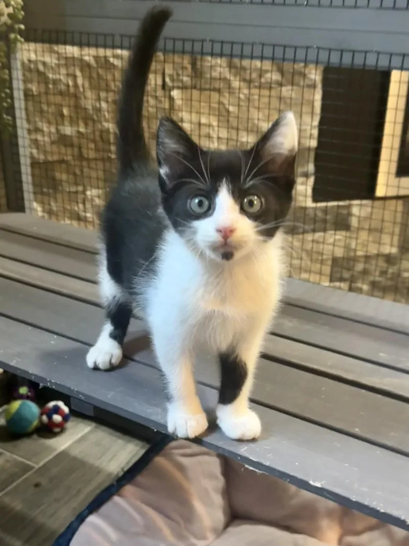 A baby small-sized male Domestic Short Hair cat named Brisbin for adoption in Seven Valleys, PA