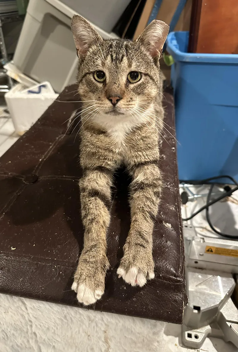 A young medium-sized male Tabby (Brown / Chocolate) Domestic Short Hair cat named Custard Cecil for adoption in Philadelphia, PA