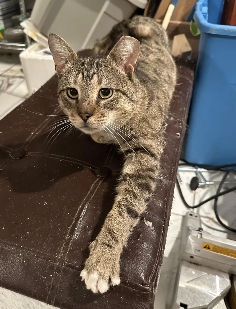 Custard Cecil thumbnail 2