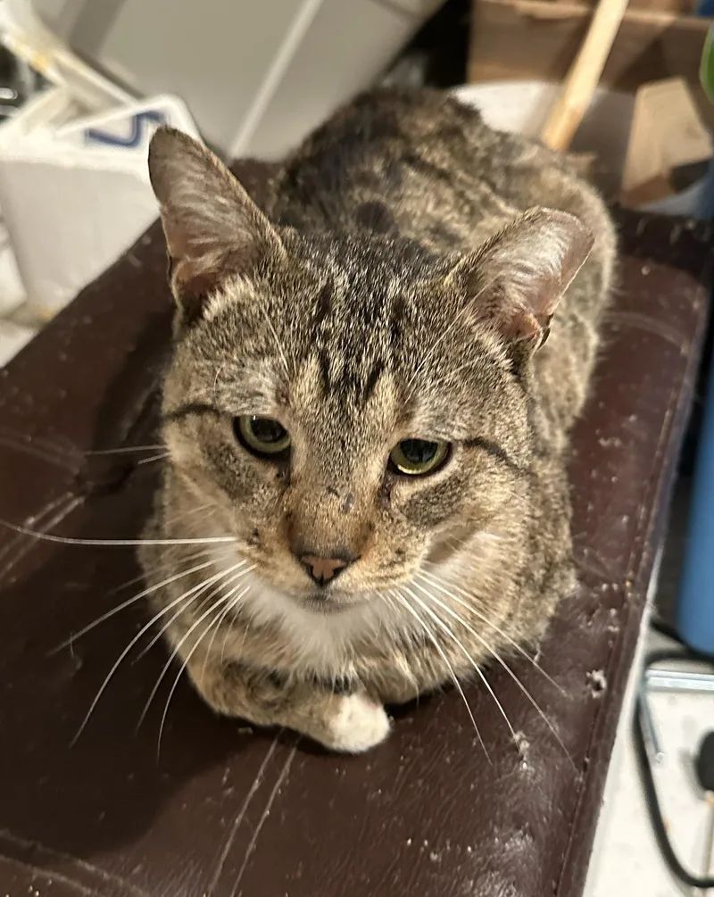 Custard Cecil thumbnail 3