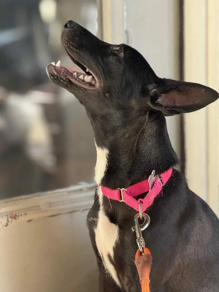 A young medium-sized female Mixed Breed dog named Lennie for adoption in Raleigh, NC
