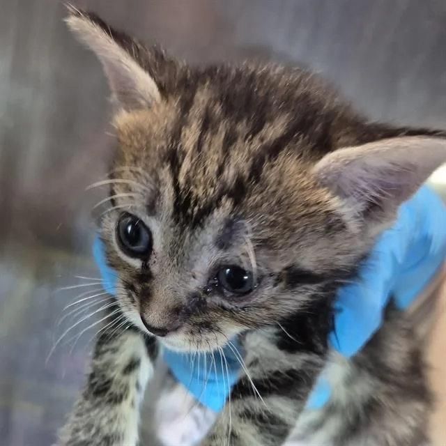A baby small-sized female Domestic Short Hair cat named Snap for adoption in San Antonio, TX