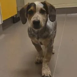 A baby medium-sized male Gray / Blue / Silver Beagle dog named Fernando for adoption in Norman, OK