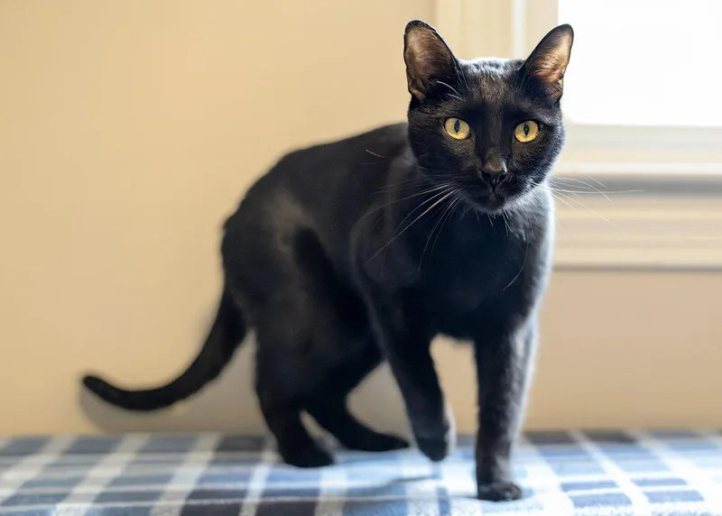 A baby medium-sized male Bombay cat named Waldorf for adoption in Buford, GA