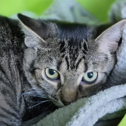 A baby small-sized female Domestic Short Hair cat named Hermosa for adoption in Verona, WI