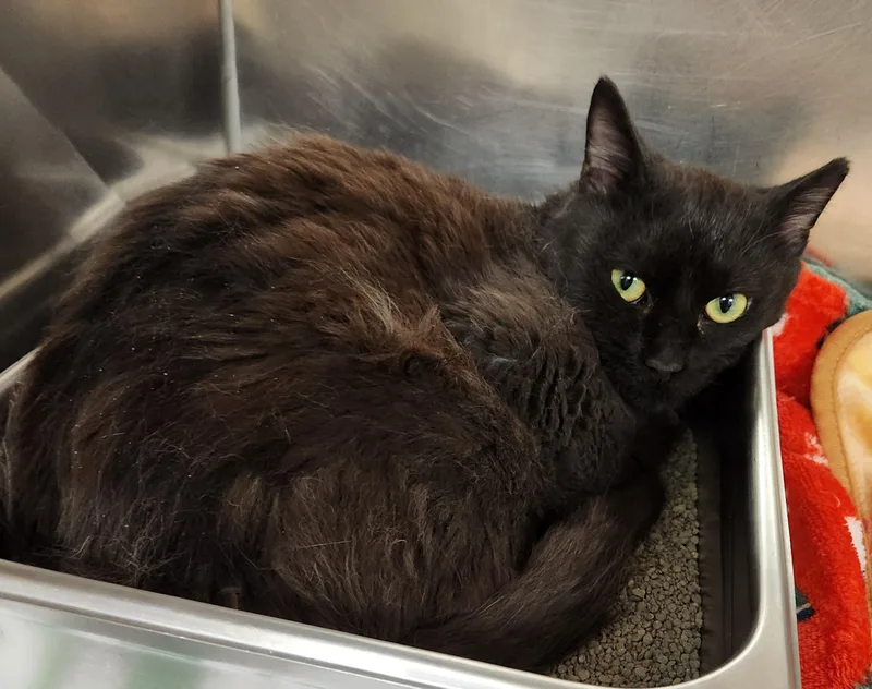 A young medium-sized male Black Domestic Short Hair cat named Volcano for adoption in Clayton, NJ