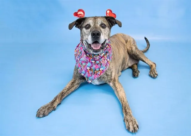 A senior large-sized female Dutch Shepherd dog named Jazzy for adoption in Colorado Springs, CO