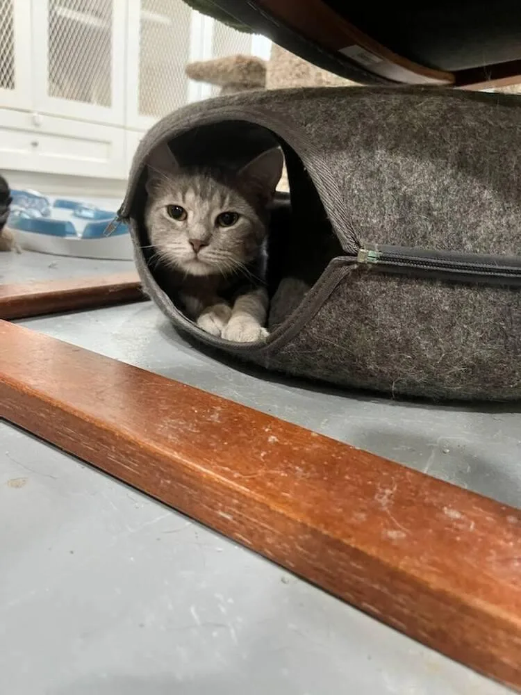 A young small-sized male Gray / Blue / Silver Domestic Short Hair cat named Dipsy for adoption in San Leon, TX