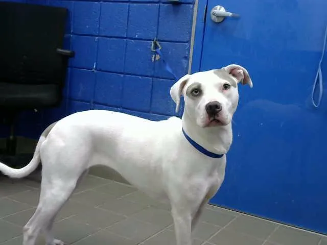 An adult medium-sized female Pit Bull Terrier dog named Khaleesi for adoption in Albuquerque, NM