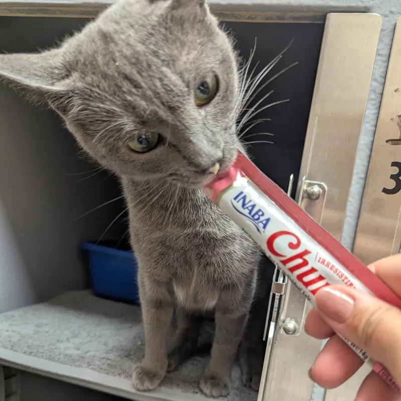 An adult medium-sized female Gray / Blue / Silver Domestic Short Hair cat named Osha for adoption in Canton, NC