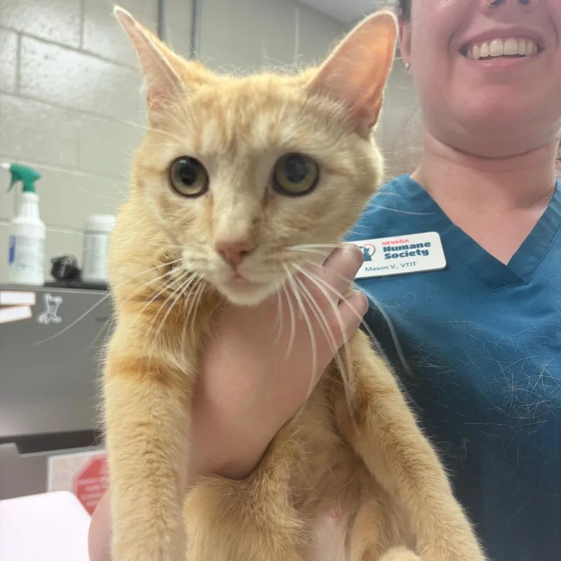 An adult medium-sized female Orange / Red Domestic Short Hair cat named Yorkshire for adoption in Reno, NV