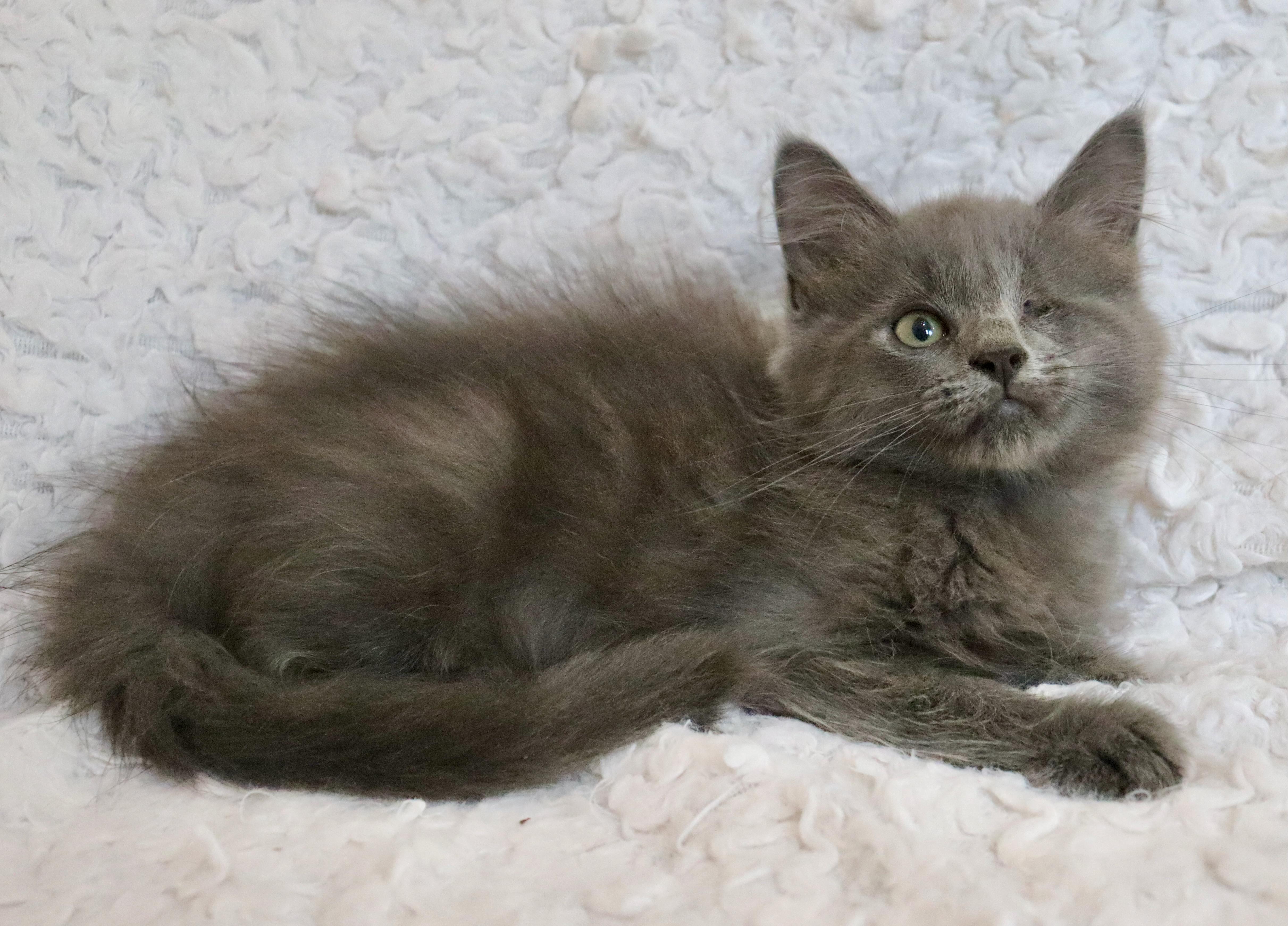 A baby large-sized male Gray / Blue / Silver Nebelung cat named Moonshine for adoption in Saint Augustine, FL