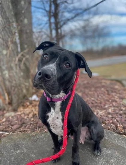 An adult large-sized female Mixed Breed dog named Suki for adoption in Clarks Summit, PA