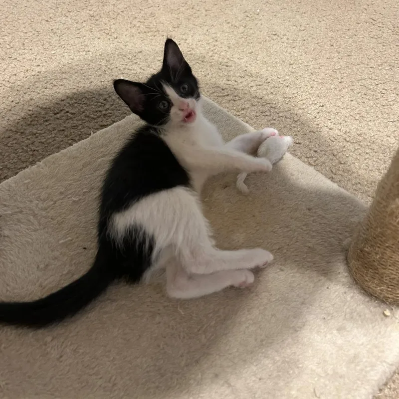 A baby small-sized female Black Domestic Short Hair cat named Oatmeal Sugar for adoption in Austin, TX