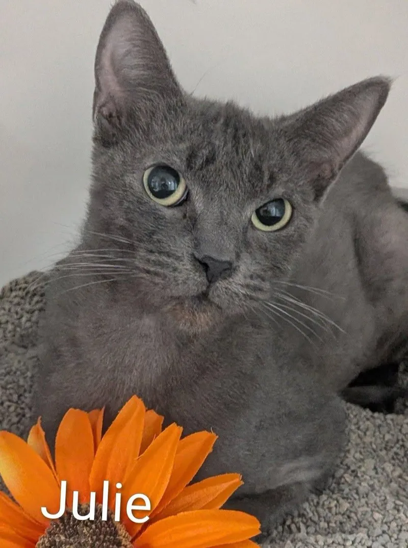 An adult medium-sized female Gray / Blue / Silver Domestic Short Hair cat named Julie for adoption in Flint, MI