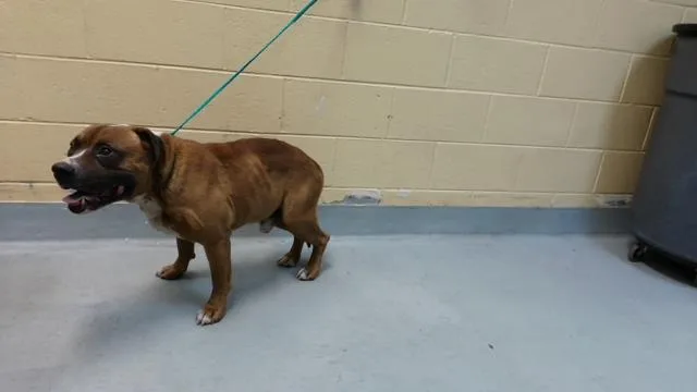 An adult large-sized male Pit Bull Terrier dog named Bronson for adoption in Tulsa, OK