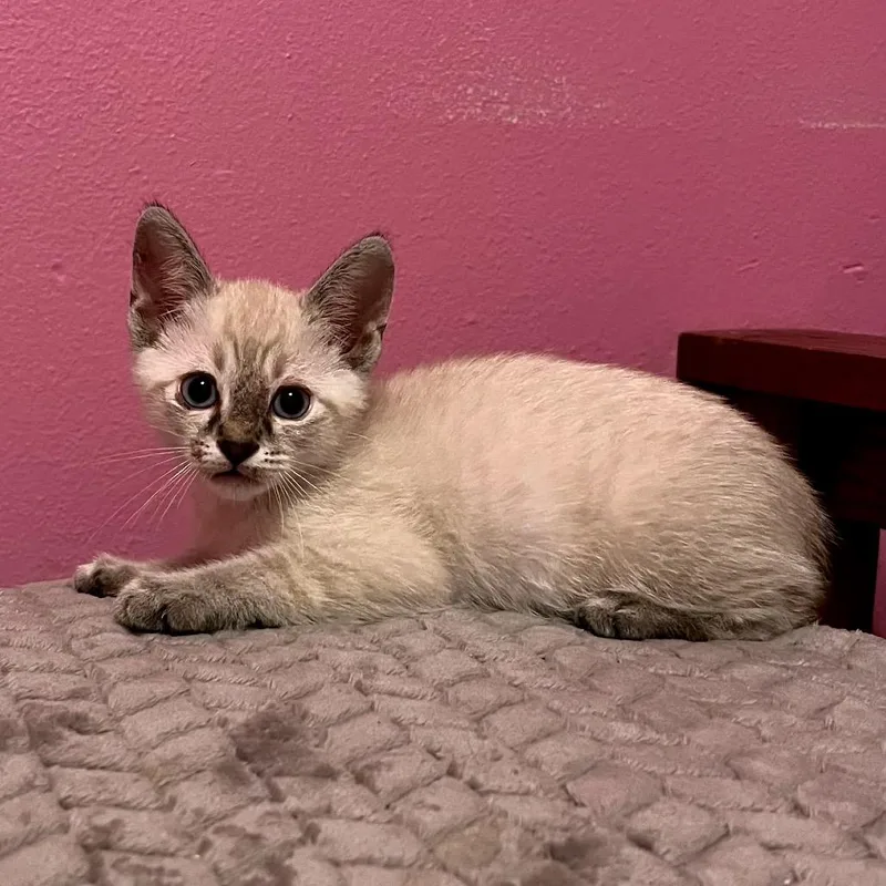 A baby small-sized male Siamese cat named Silver Threads & Golden for adoption in Boerne, TX