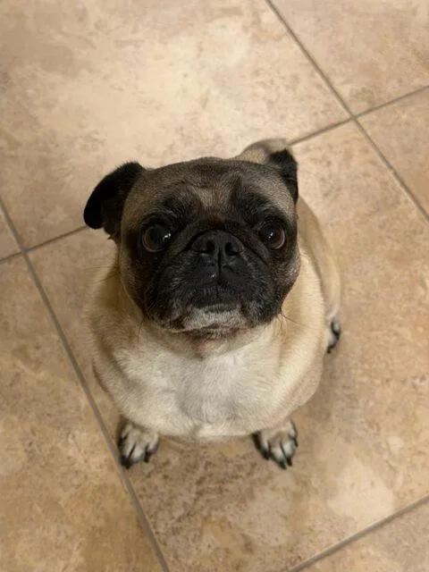 Teddy