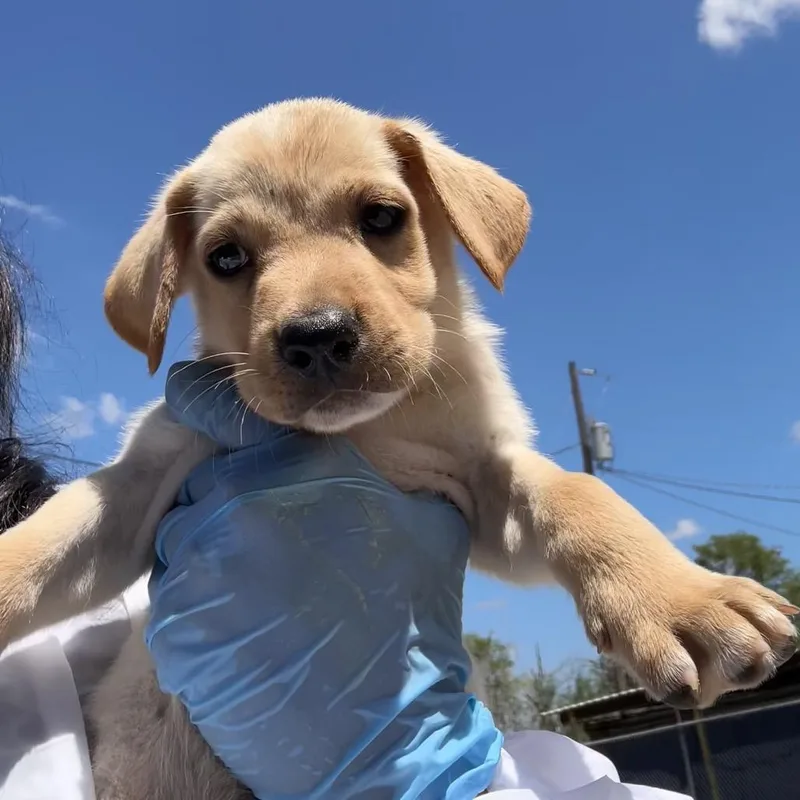 A baby small-sized female Yellow / Tan / Blond / Fawn Shepherd dog named Willow for adoption in Edinburg, TX