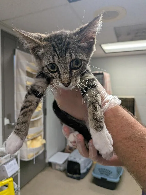 A young small-sized female Tabby (Brown / Chocolate) Domestic Short Hair cat named Hanoi for adoption in Cincinnati, OH