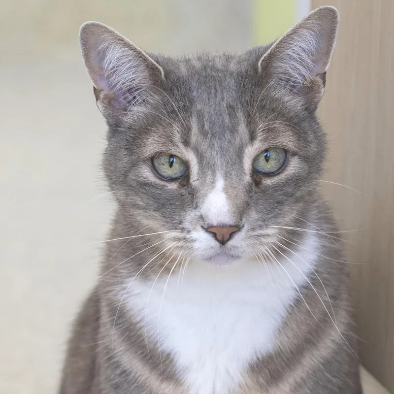 An adult medium-sized male Gray & White Domestic Short Hair cat named Azizi for adoption in Pontiac, MI