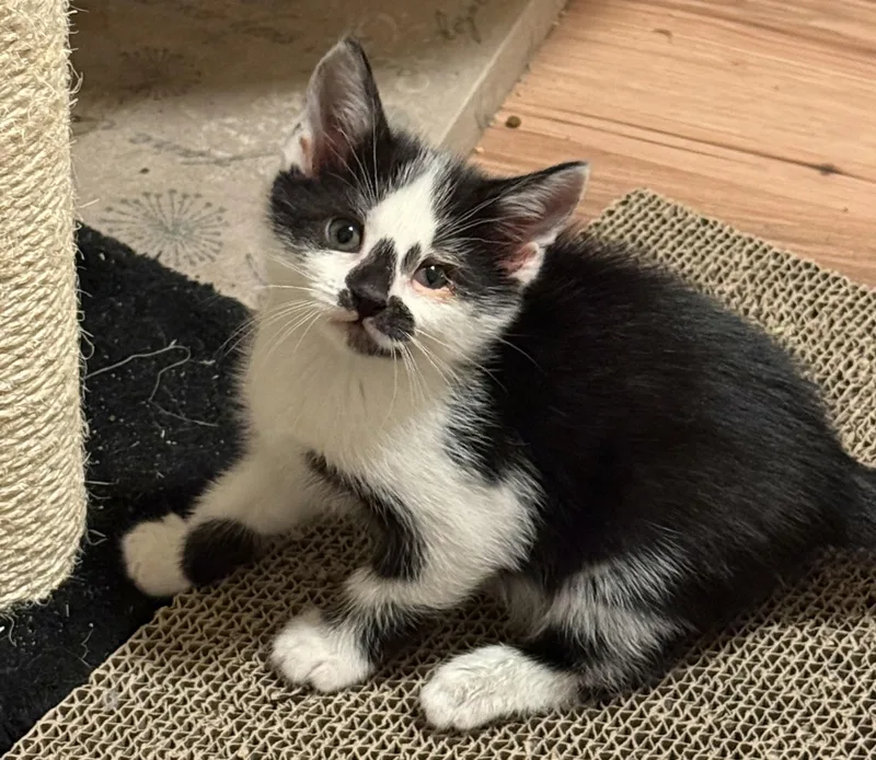 A young medium-sized male Black & White / Tuxedo Domestic Short Hair cat named Oak for adoption in Medford, OR