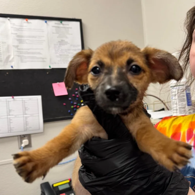A baby small-sized female Yellow / Tan / Blond / Fawn Mixed Breed dog named Glinda for adoption in Columbiana, AL