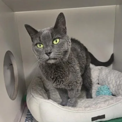 A senior medium-sized female Gray & White Domestic Short Hair cat named Sisi for adoption in Phoenixville, PA