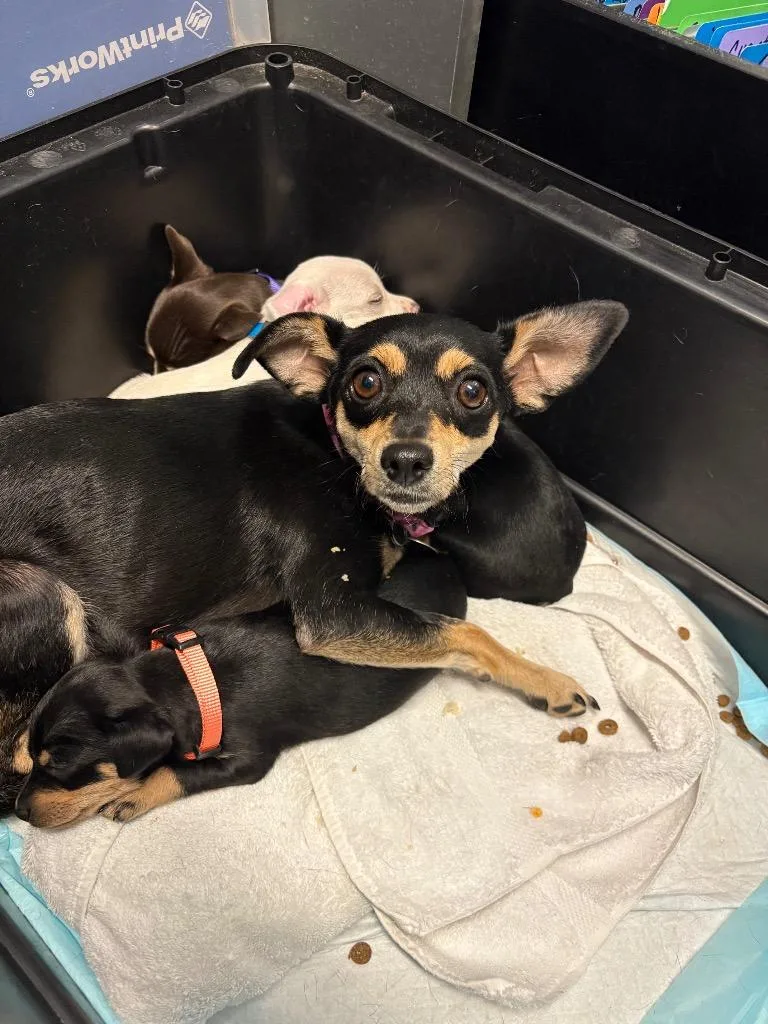 A young small-sized female Chihuahua dog named Fossil for adoption in Reno, NV