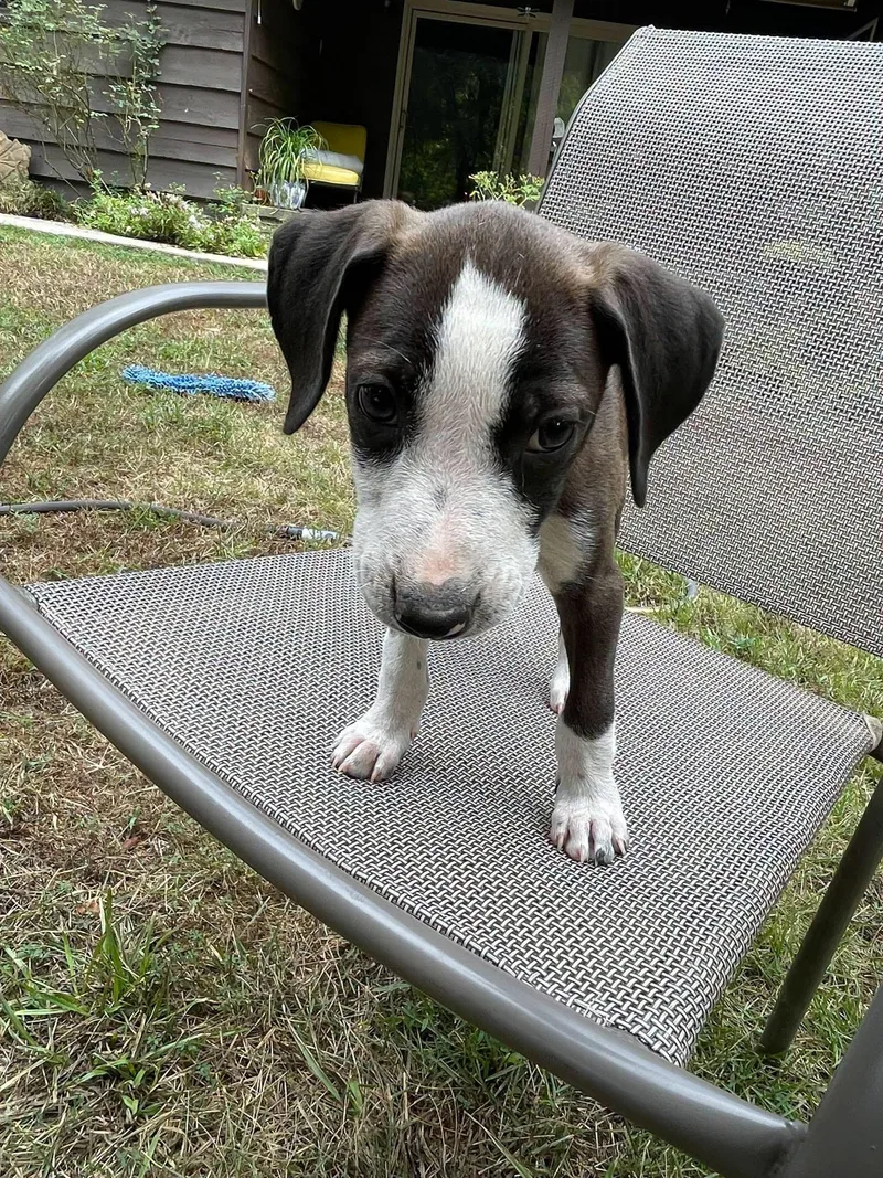 A baby medium-sized female Border Collie dog named Katana for adoption in Alexander, AR