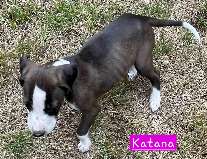 Katana thumbnail 4