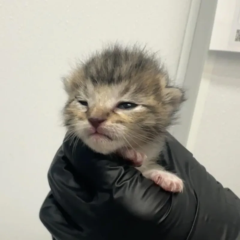 A baby small-sized male Brown / Chocolate Domestic Short Hair cat named Dewalt for adoption in Abilene, TX