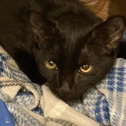 A baby medium-sized male Black Domestic Short Hair cat named Turk for adoption in Prince Frederick, MD