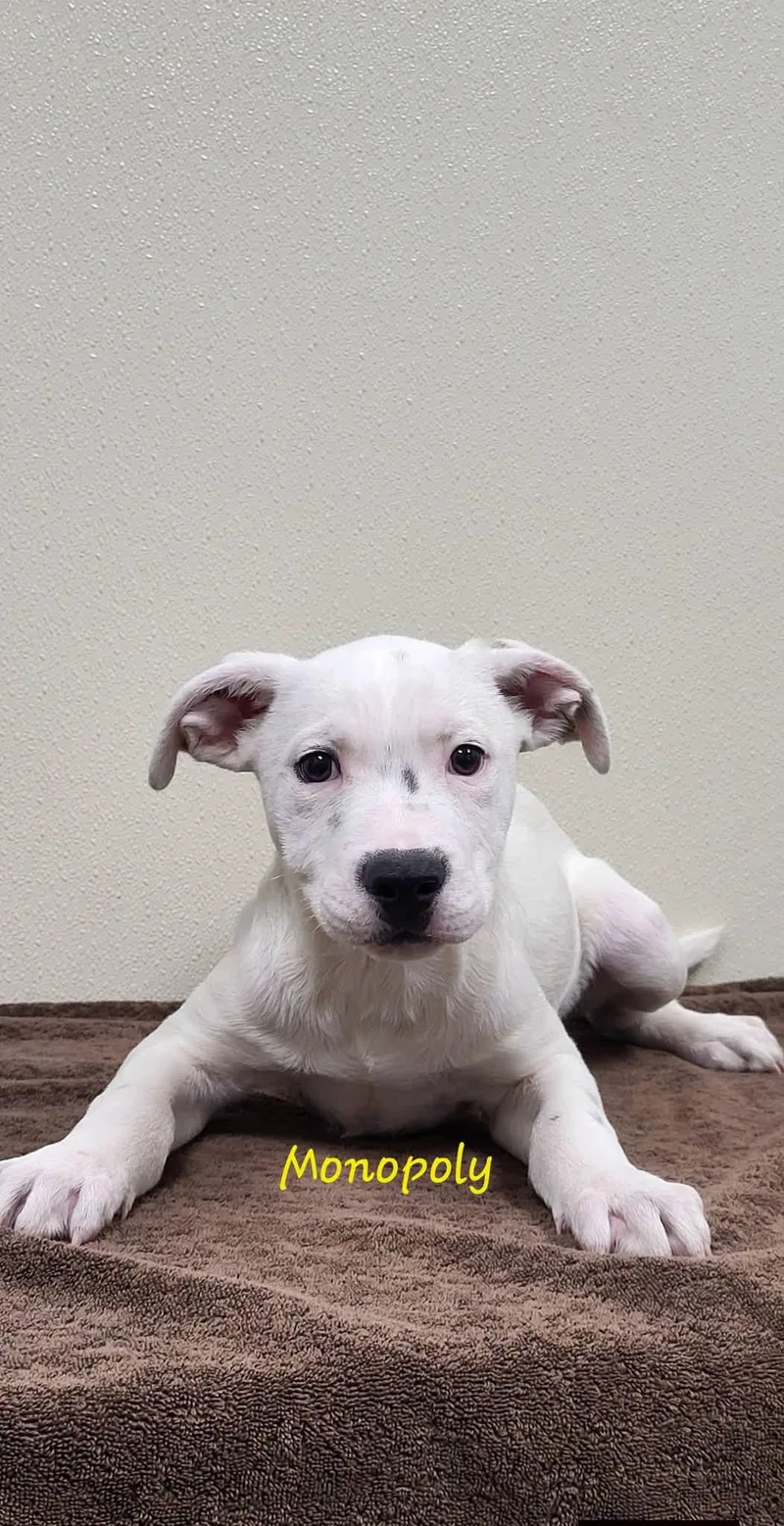A baby medium-sized male White / Cream Mixed Breed dog named Monopoly for adoption in Marion, MS