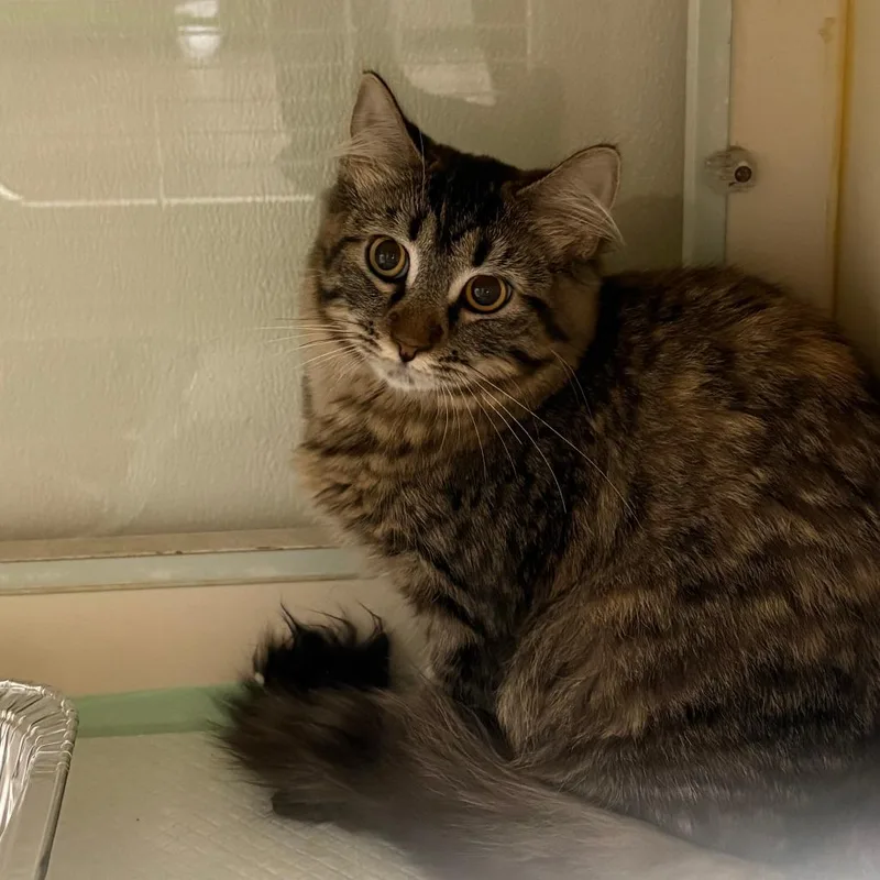 A young medium-sized female Gray / Blue / Silver Domestic Long Hair cat named Francesca for adoption in Tulsa, OK