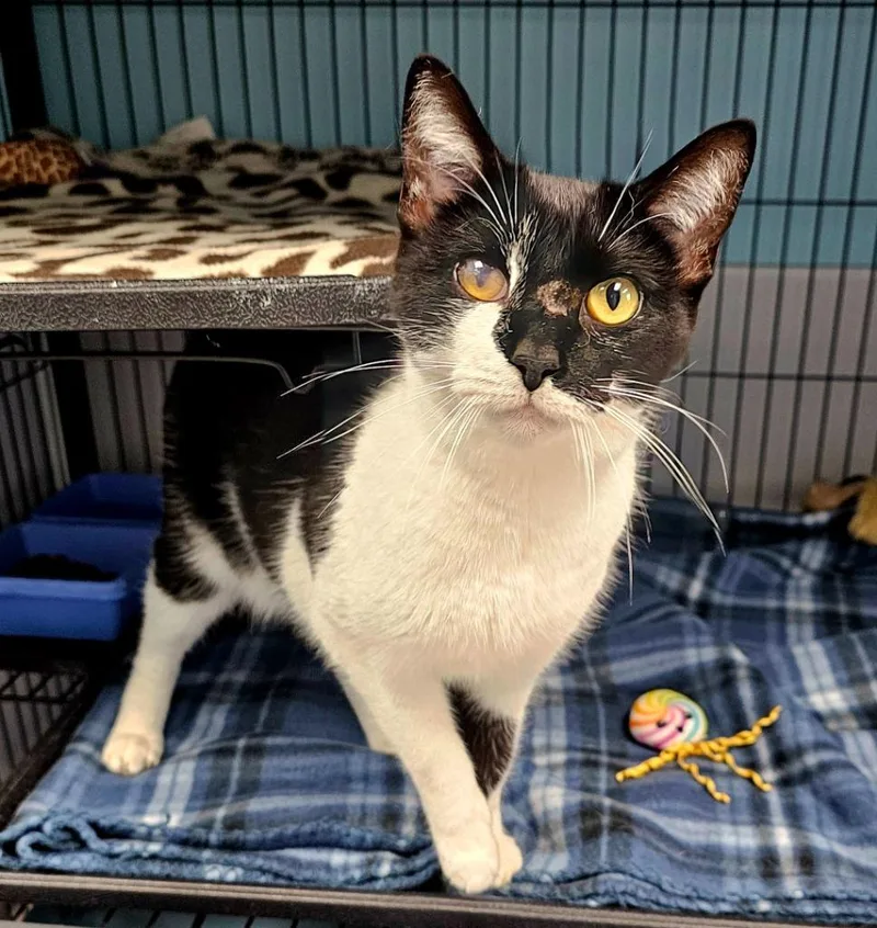 A young large-sized female Domestic Short Hair cat named Iris for adoption in Washington Court House, OH