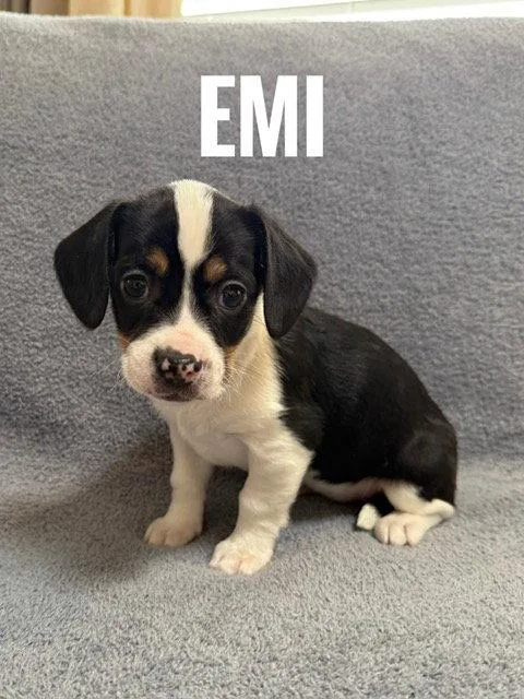 Emi