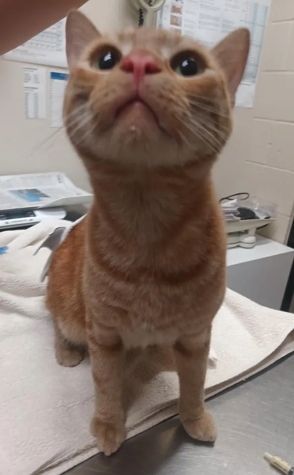 Milo
