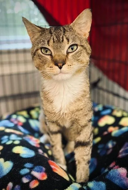 An adult medium-sized male Domestic Short Hair cat named Richie for adoption in Duxbury, MA