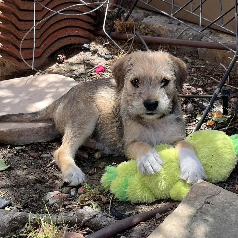 A baby medium-sized male White / Cream Wheaten Terrier dog named Bronco for adoption in Escondido, CA