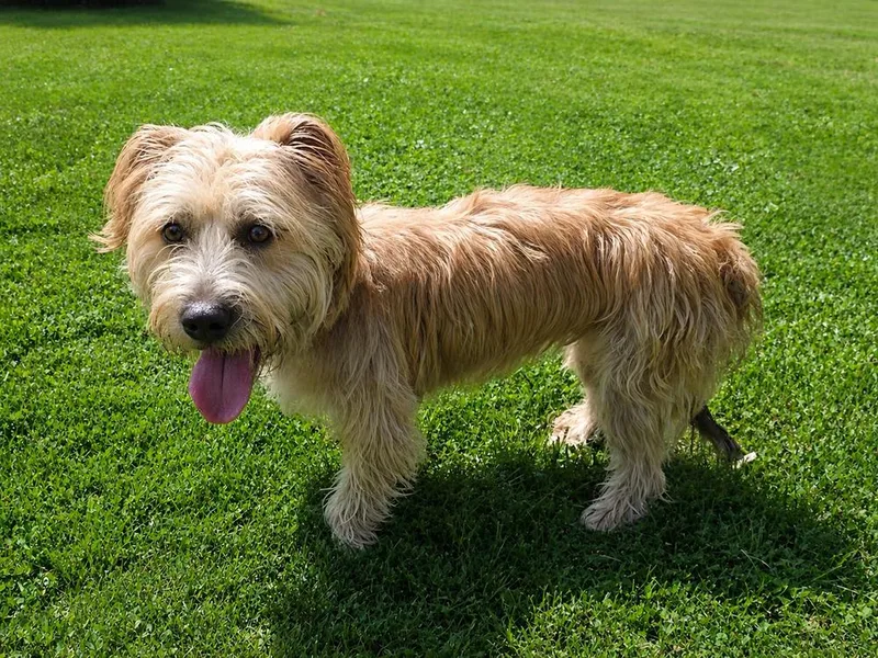 An adult medium-sized female White / Cream Terrier dog named Brie for adoption in Oakland, MI