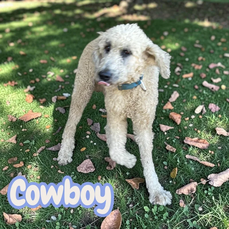An adult large-sized male White / Cream Labradoodle dog named Cowboy ready for for adoption in Chuckey, TN