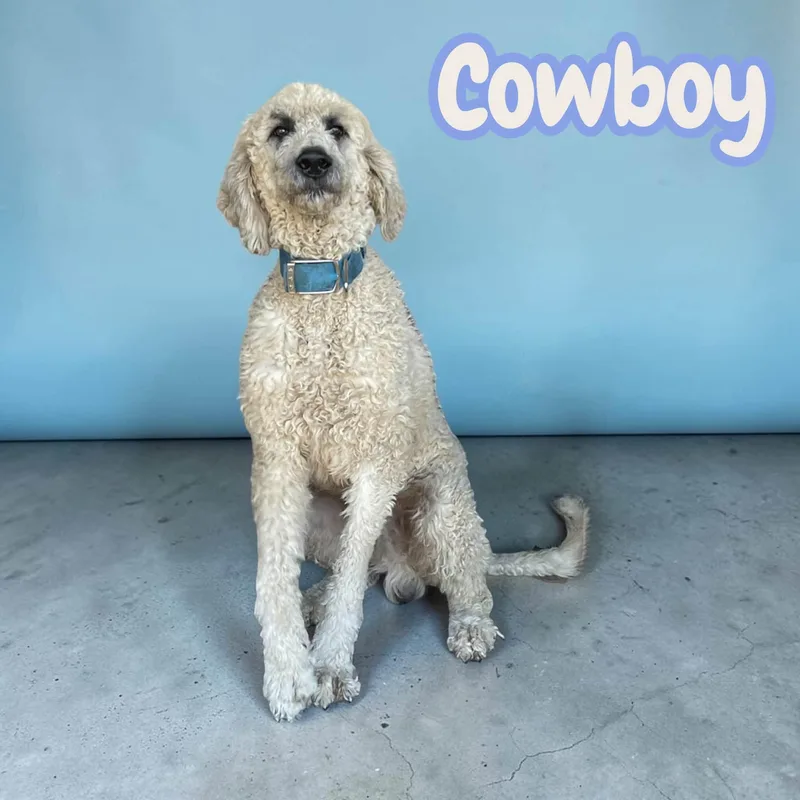 Cowboy  ready for thumbnail 2